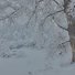 Thick snow covering tree branches and the ground, creating a quiet, wintery landscape